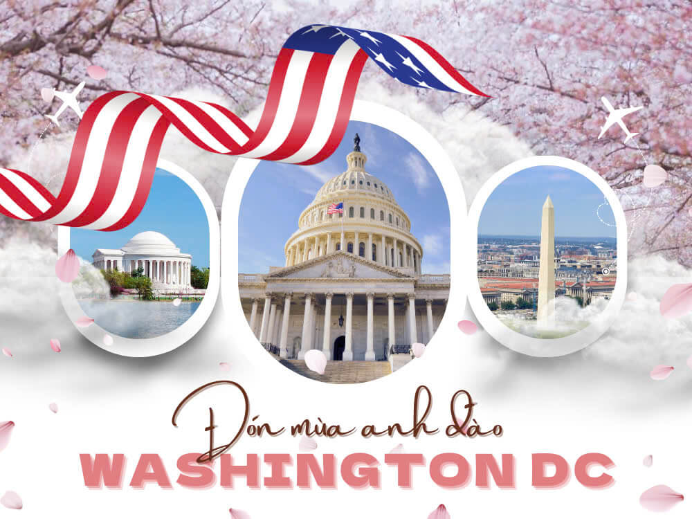 ĐÓN MÙA HOA ANH ĐÀO ĐẸP LỘNG LẪY 🌸 TẠI WASHINGTON DC 2025